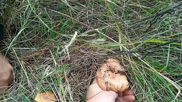 Рыжики самые вкусные. Кто куда, а мы по грибы. Жизнь простых людей. Украина.