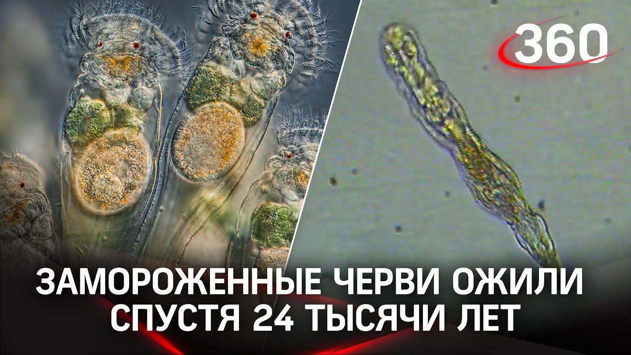 Черви ожили после 24 тысяч лет в вечной мерзлоте: научная сенсация и уникальные кадры эксперимента