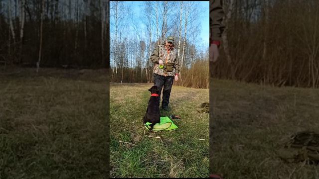 Щенок лабрадора ретривера. Первое занятие на улице. смотреть онлайн