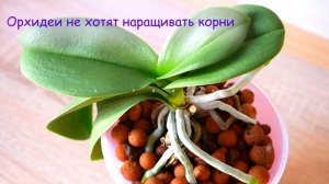Как Нарастить КОРНИ ОРХИДЕИ. Реанимация Орхидей. Отвечаю на Ваши вопросы, Часть 1