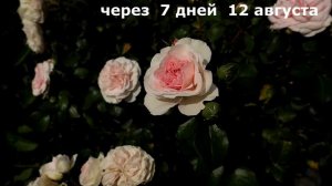 Обильноцветущая роза Мария Терезия. Отзывы, обзор. Нежнейшее розовое облако. Rose Mariatheresia.