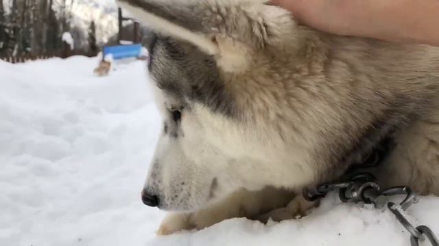 Роза Хутор, Хаски Парк ,катание на Хасках. смотреть онлайн