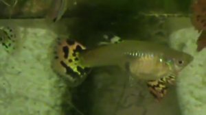 Мои гуппи в аквариуме плавают — У одного самца большой красивый хвост