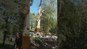 Спил деревьев Полтава ,сложные деревья.спилить дерево