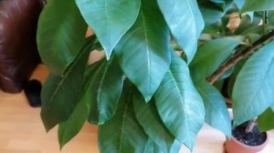 Плюмериям из семян 2 года.