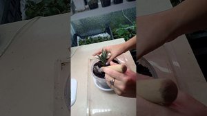 Олеандр посадка после укоренения в воде.