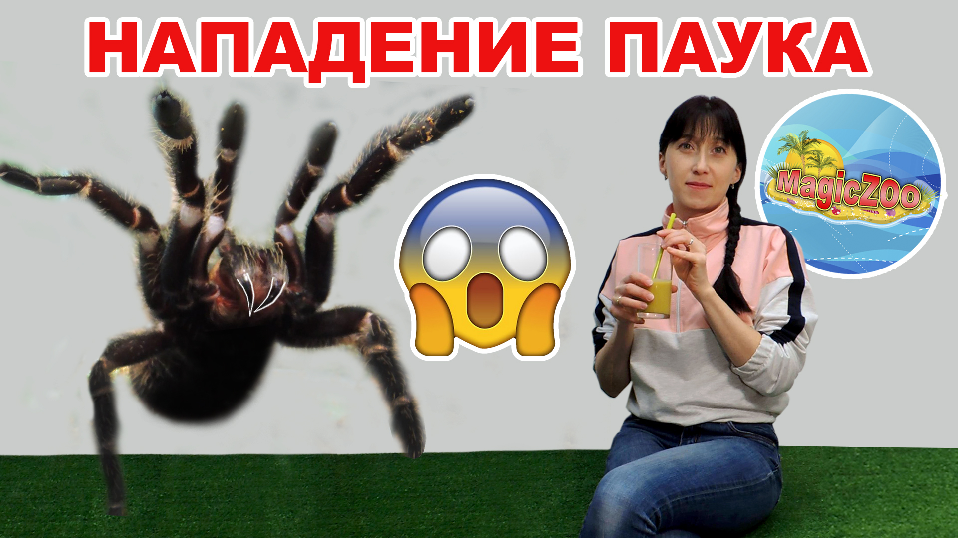 Ядовитый паук(ласиодора парахибана) убивает огромных тараканов. Девушка пьёт тараканий смузи. смотреть онлайн