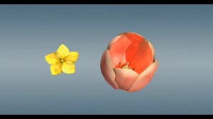 Однодольные и двудольные растения