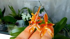 Phalaenopsis cornu-cervi