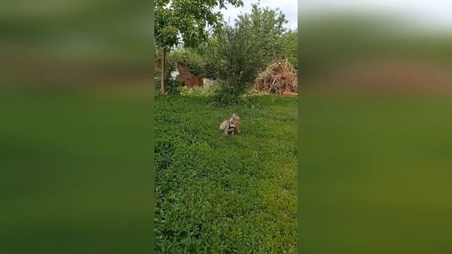 ПП Еленина Дача-где есть Кошка,Мышка,Муха и полный рай любви и гармонии между человеком и животными смотреть онлайн