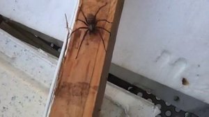 вот такой вот большущий паук попался