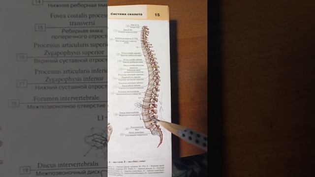 осевой скелет