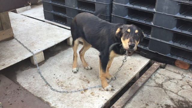 Собака 6 месяцев смотреть онлайн