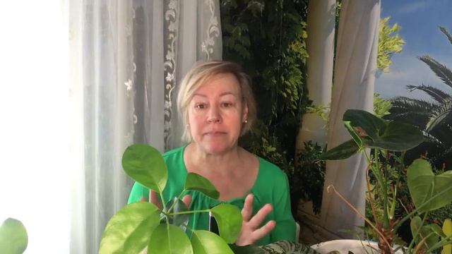 Вредители домашних растений смотреть онлайн