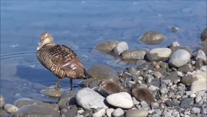 Гагачий пух/ Eiderdown/ Почему он такой дорогой