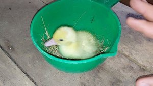 причина внезапного падежа мускусных утят (индоутят!)