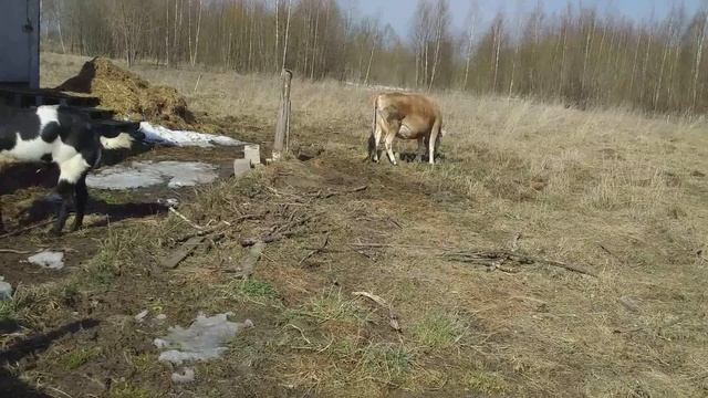 Усадьба белая коза последнее