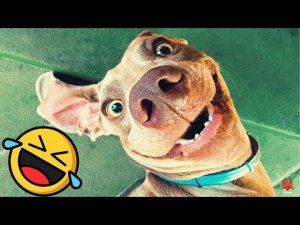 Подборка смешных видео про кошек и собак???