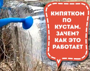 23.03.2022 Обработка смородины кипятком. Как это работает