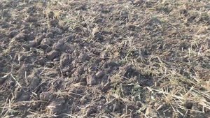 Первый раз сел за трактор. Дисковка стерни МТЗ 80 и БДТ-3