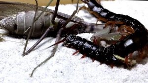 Богомол против сколопендры. Mantis vs scolopendra. Насекомые