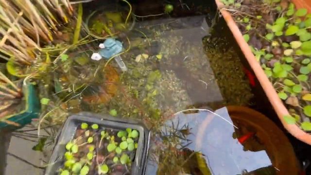 La única planta sumergida de mi estanque que sobrevivió en invierno /Bacopa caroliniana смотреть онлайн