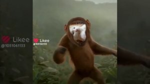 Мурка обезьян