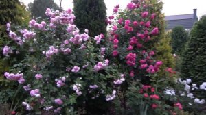 Плетистые розы Кордес  Bajazzo  Laguna  Jasmina  Alaska  Peach Melba