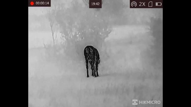 HIKMICRO Falcon FQ35 Insane resolution !!! смотреть онлайн