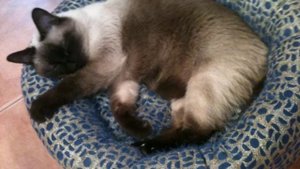 Отдыхает старый тайский кот (1)