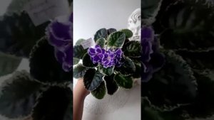 Летние Сумерки (К.Морев) Фиалки в Одессе