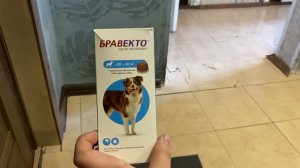 Что-то даю собаке от блох и клещей. Бравекто