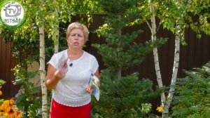 Ржавчина на хвойных ✔️ Что делать Лучшие препараты