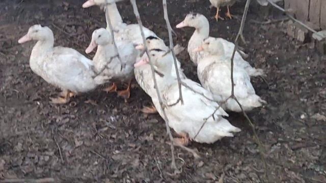 Утки породы Мулард. Вес моей утки в возрасте 2,5 месяца. смотреть онлайн