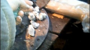 Борьба с волками продолжается  Изготовление новой отравы