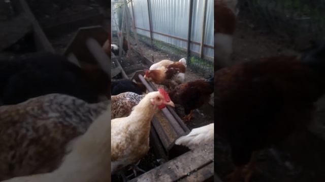 Порода кур: малин, билефельдер, фавероль, нидерхайнер и помесные кучинка и лекбар(4) смотреть онлайн