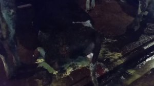 Отел у коровы. Что делать после отела? Что колоть и какие витамины нужны?