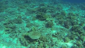 Африка. Тайны Красного моря.