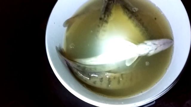 СУДАК В ВОДОЕМЕ НА ДАЧЕ!!!ЗАРЫБЛЕНИЕ ПРУДА НА УЧАСТКЕ СУДАКОМ! смотреть онлайн