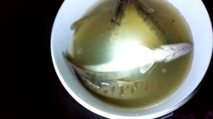 СУДАК В ВОДОЕМЕ НА ДАЧЕ!!!ЗАРЫБЛЕНИЕ ПРУДА НА УЧАСТКЕ СУДАКОМ!