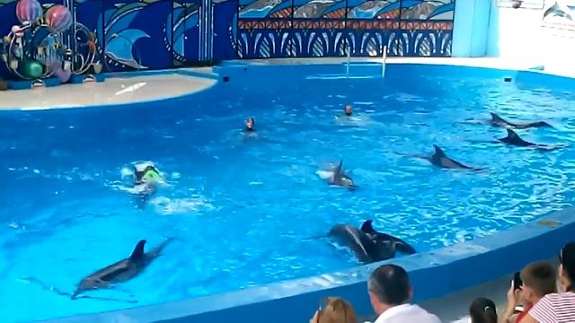 Мир животных "ДЕЛЬФИНЫ" смотреть онлайн