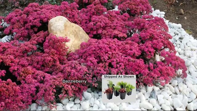 Cottage Farms 6-piece Sunsparkler Sedum Collection with Gabrielle Kerr смотреть онлайн