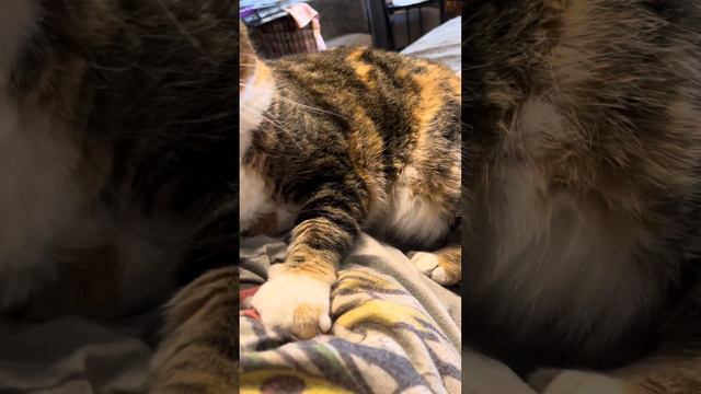 Машка , кошка спинальница, ей оторвали хвост и теперь она не может писать без помощи человека!