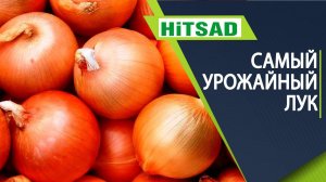 САМЫЙ УРОЖАЙНЫЙ ЛУК  Топ ЛУЧШИХ сортов лука