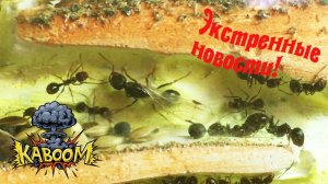 ОГРОМНЫЙ ФОРМИКАРИЙ! МЫ ВЫРАСТИЛИ МАТКУ МЕССОРОВ в домашнем формикарии?!?!?!