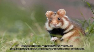Заокеанские полевые хомяки