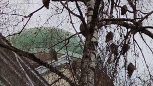 Совы в городе.