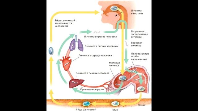 § 14 Тип Круглые черви (Нематоды)