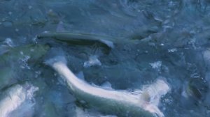 Мансуровское рыбоводное хозяйство