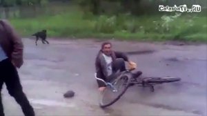 100500 Собака и велосипедист